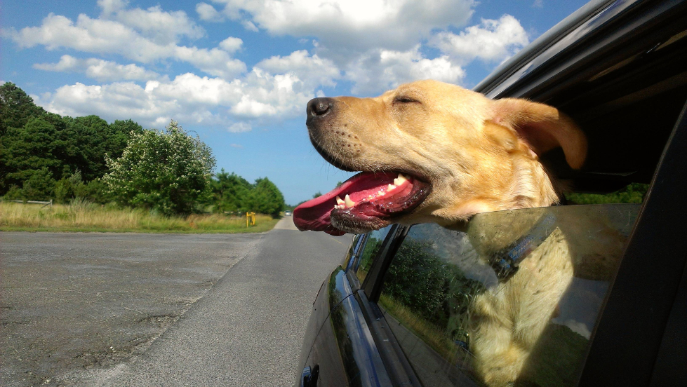 Hit the Road with Fido: A Guide to Car-Ready Canine Adventures